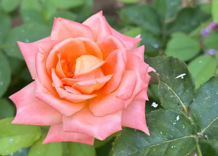 Daire Pandora Saranda